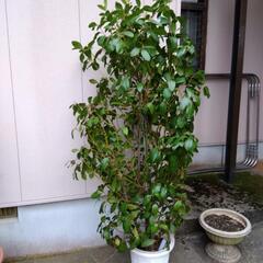 観葉植物   ゲッケィジュ ( 月桂樹 )の画像