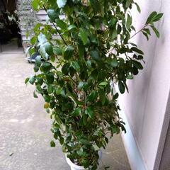 観葉植物   ゲッケィジュ ( 月桂樹 )の画像