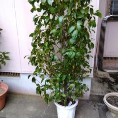 観葉植物   ゲッケィジュ ( 月桂樹 )