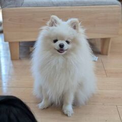 メスのポメラニアンです