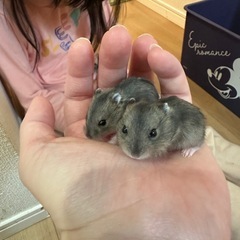 ジャンガリアン 🐹 ハムスター
