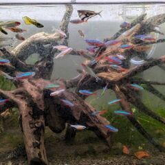 🐟️🦐小型淡水魚　色々まとめて🦐🐟️