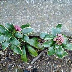 「沈丁花」花芽付2025開花株