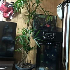 植物