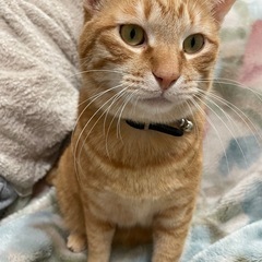 スリゴロの大きなタイガ