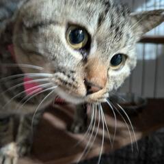 くっきり目とまんまる顔のもずくちゃん