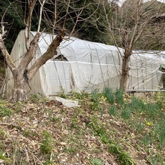 ビニールハウス 2棟あり 一棟から可能 市原市栢橋 解体して