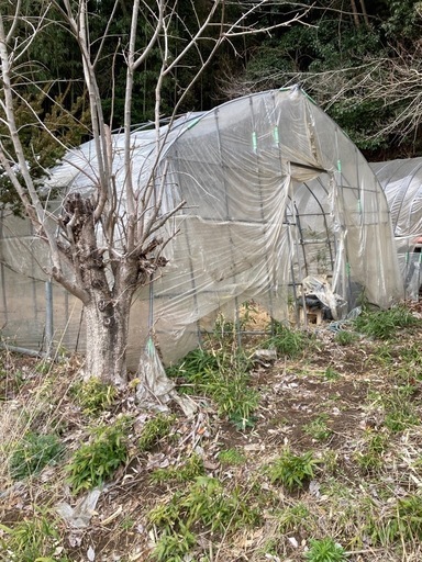 ビニールハウス　2棟あり　一棟から可能　市原市栢橋　解体して持ち帰りのみ