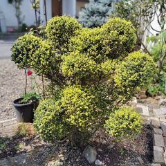 ツゲ（金芽つげ・キンメツゲ・柘植）の庭木です。引取り限定（掘起こ...