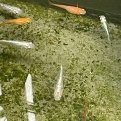 ミックスメダカの画像