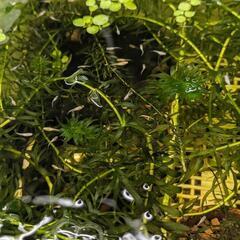 水草　アナカリスの画像