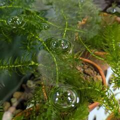 水草　アナカリスの画像