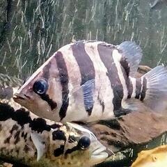 ダトニオ　リアルバンド　12.5センチ前後　動画アリ　大型魚　熱帯魚　アロワナのお供に！の画像