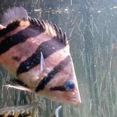 ダトニオ　リアルバンド　12.5センチ前後　動画アリ　大型魚　熱帯魚　アロワナのお供に！の画像
