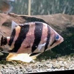ダトニオ　リアルバンド　12.5センチ前後　動画アリ　大型魚　熱帯魚　アロワナのお供に！の画像
