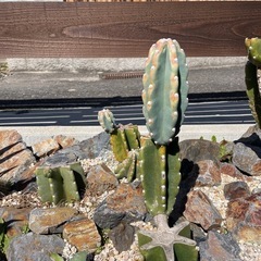 柱サボテン🌵(カット)