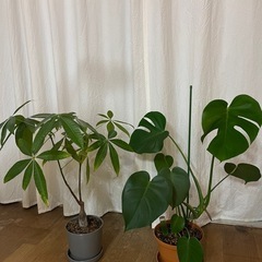 モンステラ・パキラ・観葉植物の土・栄養剤の画像