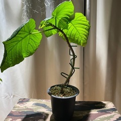 フィカス　ウンベラータ　の画像