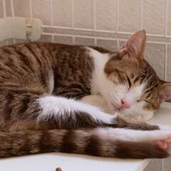 お話中【保護猫の里親募集】キリンくん　キジ白オス