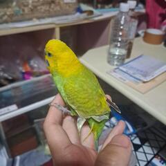 再度、急募🆘います。セキセイインコ🐦2羽、写メ2枚ある