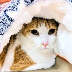 ★譲渡会あります★　甘えん坊の茶トラくん♪