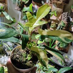 🌱フロリダビューティー