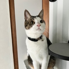 調布🐈保護猫と暮らせるシェアハウス − 東京都