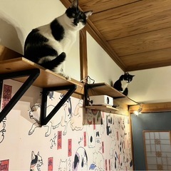 調布🐈保護猫と暮らせるシェアハウス - 不動産