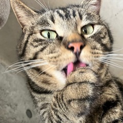 横浜弥生台🐈保護猫と暮らせるシェアハウス - 横浜市