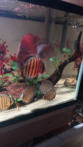 ペット
