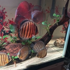 ペット
