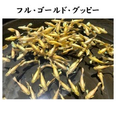 【決まりました】熱帯魚 国産 フルゴールドグッピー 1匹