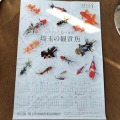 2024年 観賞魚カレンダー　埼玉の観賞魚