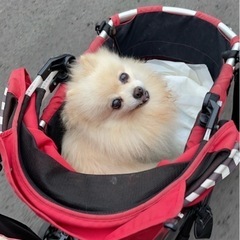 写真と同じDOG DEPTバギー 譲って下さい