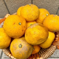 1級品！和歌山県産 ハッサク 10キロ 八朔 の画像