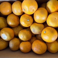 1級品！和歌山県産 ハッサク 10キロ 八朔 の画像