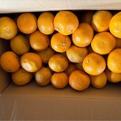 1級品！和歌山県産 ハッサク 10キロ 八朔 の画像