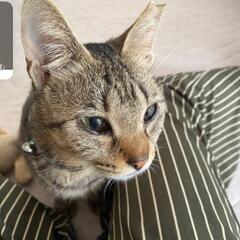スリスリゴロゴロ避妊手術済