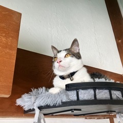 横浜弥生台🐈保護猫と暮らせるシェアハウス - 不動産