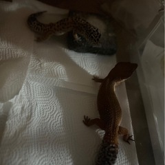 レオパ　ヒョウモントカゲモドキ - 大田区