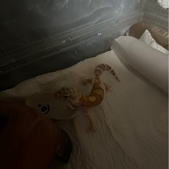 レオパ　ヒョウモントカゲモドキ - その他