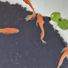 めだか(陶器めだか)セットの画像