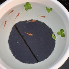 めだか(陶器めだか)セットの画像