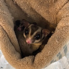 【募集一時停止】モモンガの里親募集してます。