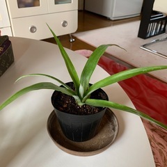 （お取引きまりました。）
花パイン　幼苗