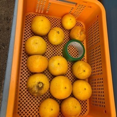 sサイズ　文旦　ラスト13個まとめて250円