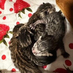 ベンガル×キジトラのミックスの子猫