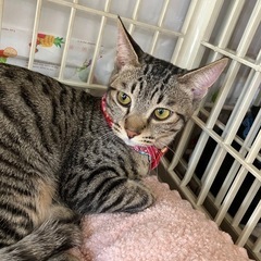 ❤️動画付き❤️とうこちゃん