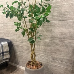 【購入2年半以内、美品】フェイクグリーン、鉢植え、底上げ用ウッド...