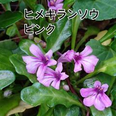 ピンクのヒメキランソウ  植物